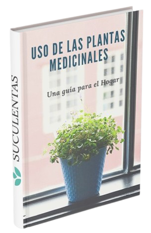 Plantas Medicinales Suculentas