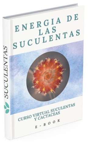 Crea tus suculentas