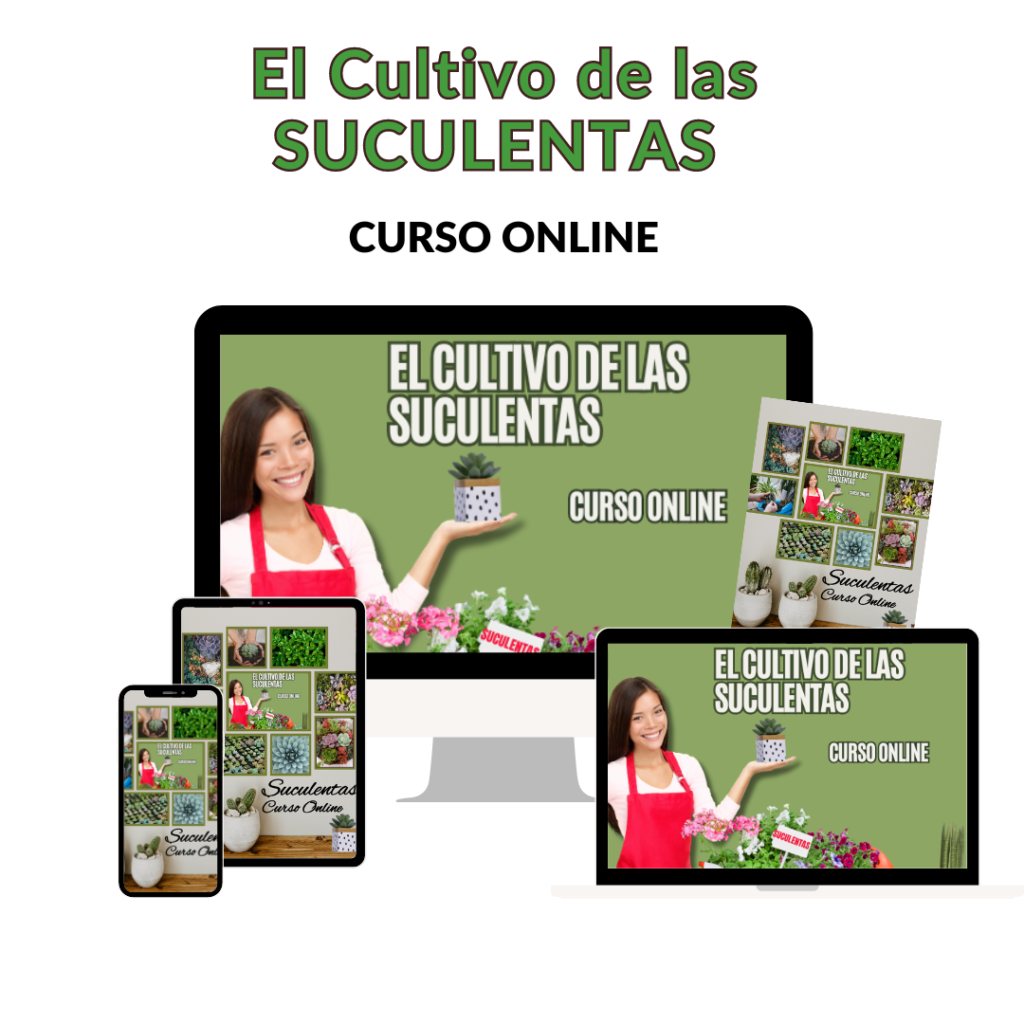 Como cultivar suculentas